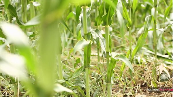 Sassy Mia’s Corn field Sex – 4K teaser